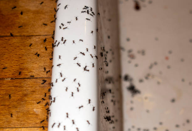 Best Spider Control Near Me  in Madison, AL