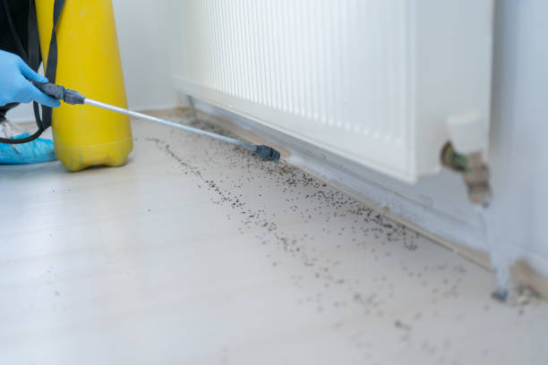 Best Rat Extermination Near Me  in Madison, AL